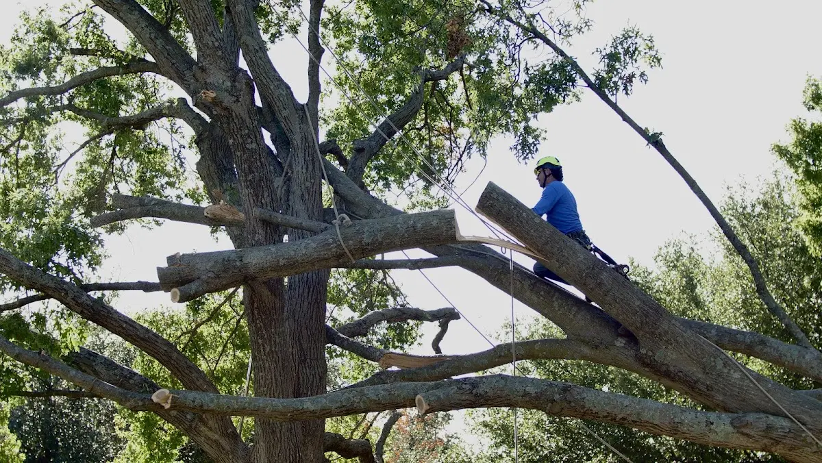 Professional Crown Thinning performed by certified arborists in Pleasant Valley
