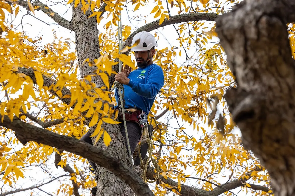 Skilled Tree Planing crew working in Pleasant Valley